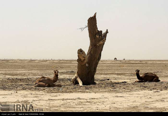تصاویری زیبا از بکرترین طبیعت ایران