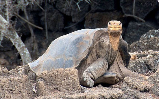 جرج تنها، مشهورترین لاک‌پشت دنیا درگذشت +عکس