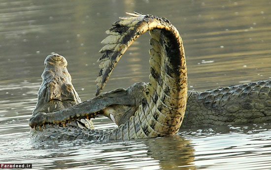 (تصاویر) نبرد دو تمساح