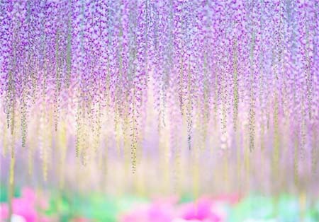 اخبار , اخبار گوناگون,گنج شگفت‌انگیز و رنگارنگ در ژاپن,گیاهی زیبا در پارک آشیکاگا