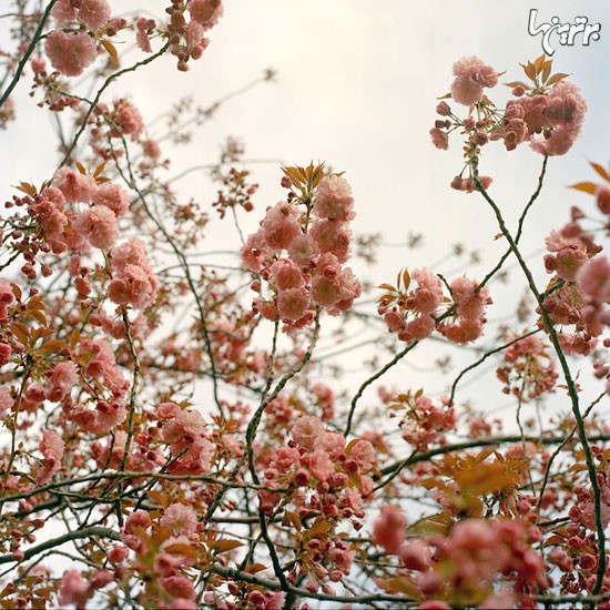 شکوفه های گیلاس در نیویورک
