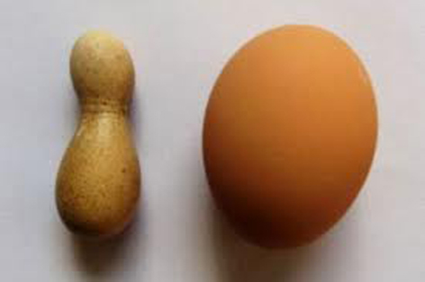 مرغ چینی تخم مرغ بولینگی می‌گذارد