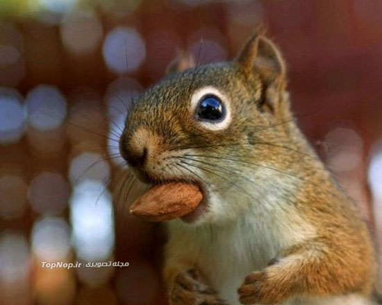 ظرفیت باورنکردنی دهان سنجاب ها +عکس