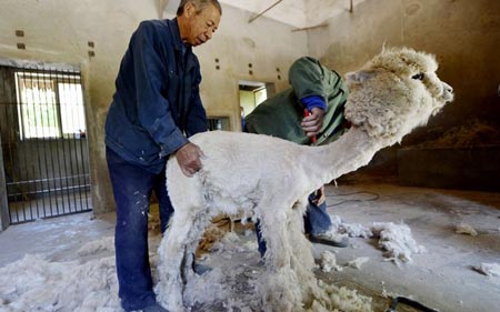تراشیدن موی شتر آلپاکا (چین)