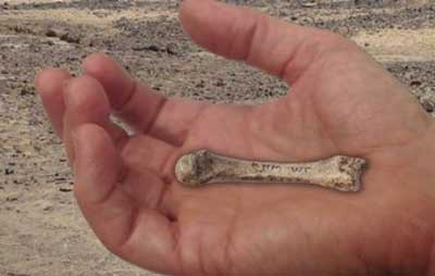 اخبار ,اخبار علمی , کشف قدیمی‌ترین استخوان