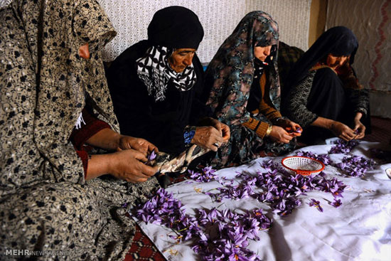 برداشت زعفران در افغانستان
