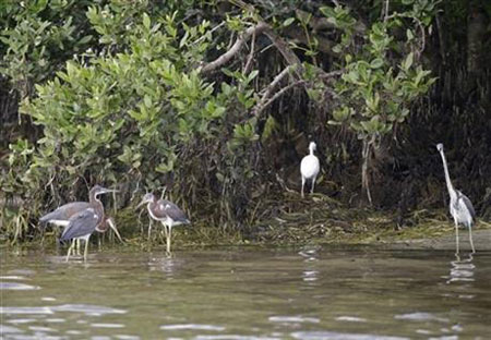 چرا پرنده های فلوریدا آشیانه و تخم های خود را رها کرده و رفته اند؟+ تصاویر