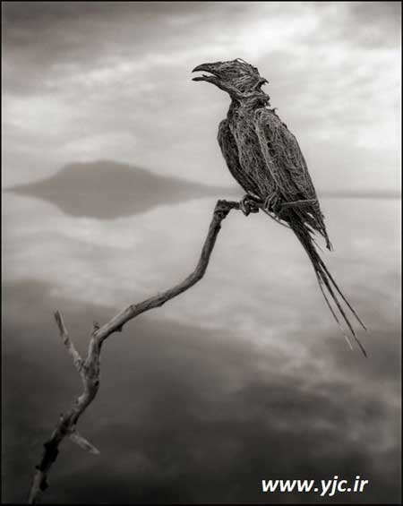 حیات وحش پرندگان , مجسمه پرندگان ,  دریاچه ناترون