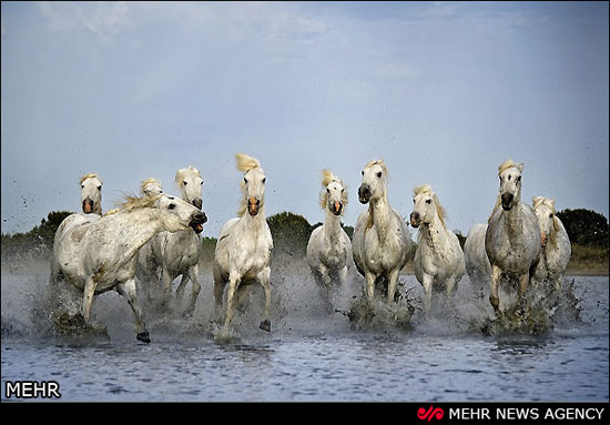 اسب های سفید وحشی در فرانسه