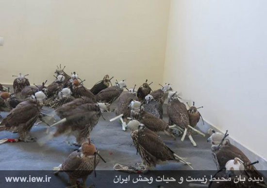 گزارش تصویری تشریحی از کشف بزرگترین محموله قاچاق پرندگان حمایت شده