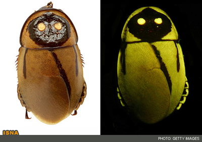 عجیب‌ترین گونه‌های 2012 در آلبوم دانشمندان