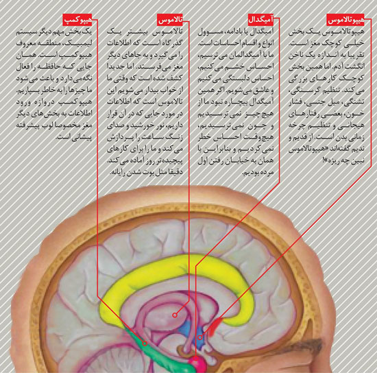 شگفتی‌های پیچیده‌ترین دستگاه حال حاضر جهان؛ مغز انسان