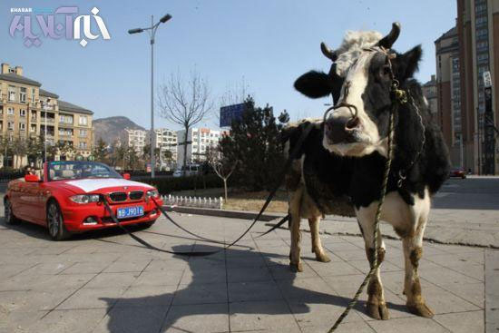 اعتراض گاوی راننده بی ام و! +عکس