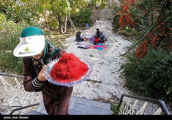 برداشت زعفران در خمین - مرکزی