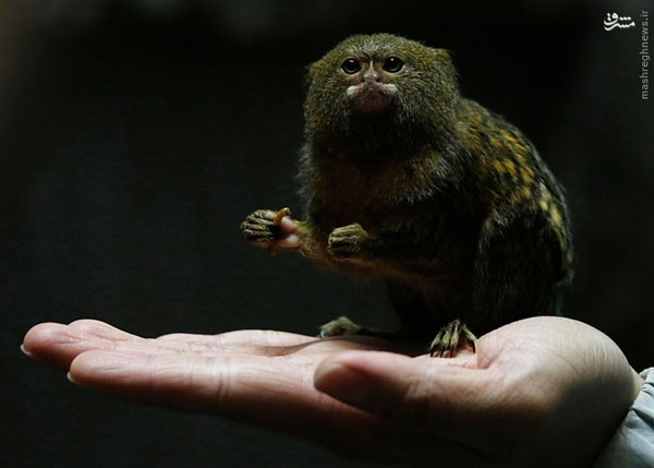 عکس/ کوچکترین میمون جهان