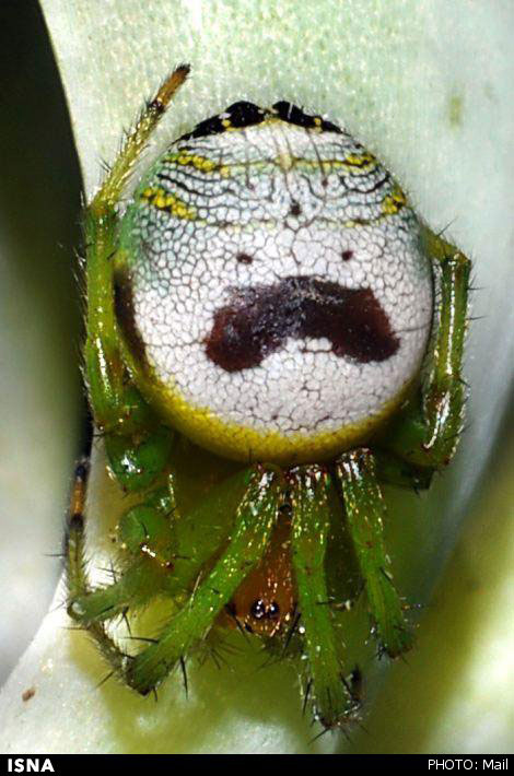 حشراتی که می‌خواهند شبیه انسان باشند