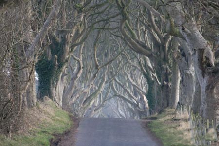تونل درختی,تونلی از جنس درخت در ایرلند,مکانهای دیدنی ایرلند
