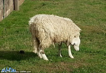 عکس عجیب ترین گوسفند , گوسفندان عجیب