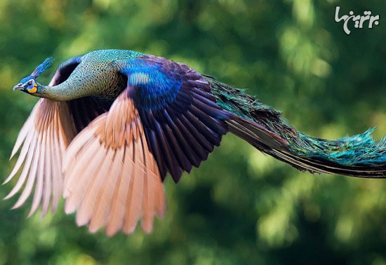 پرواز طاووس را دیده بودید؟!