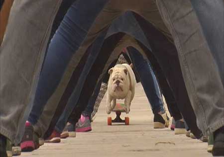 سگ اسکیت سوار هم به رکوردداران گینس پیوست