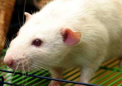    دشمنان موش,موش,انواع موش,نژاد موشها ,موشهای آزمایشگاهی
