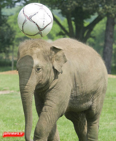 فیل فوتبالیست,فوتبال