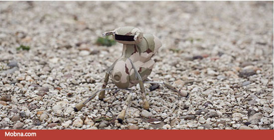 از مورچه تا ربات (+عکس)