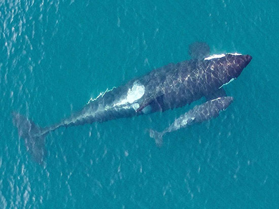 واضح‌ترین تصاویری که یک پهپاد از نهنگ قاتل گرفت