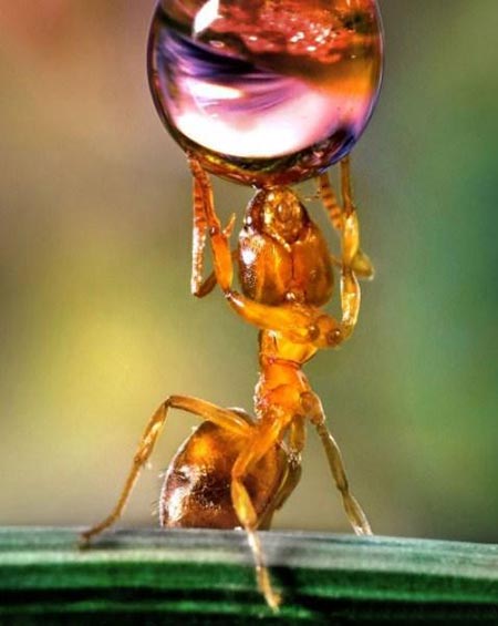 عکسهای جالب,آب خوردن جالب مورچه,تصاویر جالب
