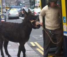 تصویر جنجال برانگیز ورود الاغ و صاحبش به اتوبوسی در ایرلند