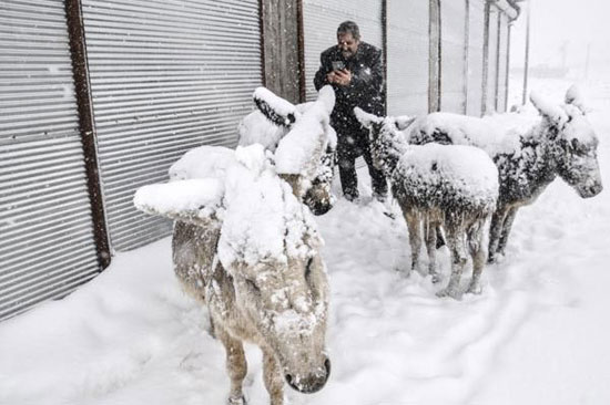 الاغ هایی که از شدت سرمای ترکیه، به صورت ایستاده یخ زدند + عکس