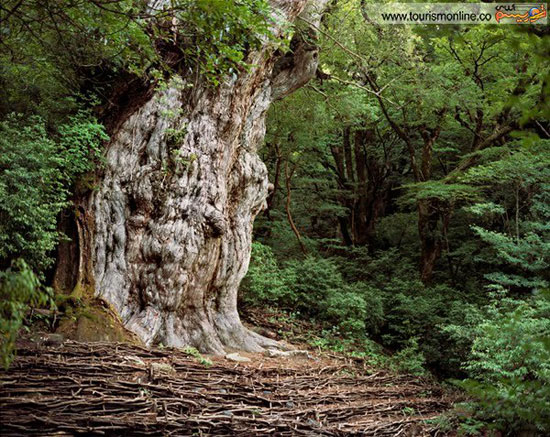 عکس: قدیمی ترین درختان دنیا