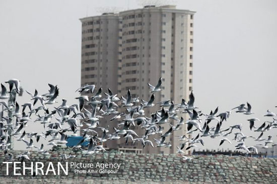 پرندگان مهاجر بر فراز دریاچه شهدای خلیج فارس