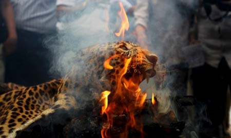 سوزاندن پوست قاچاق پلنگ در بمبئی