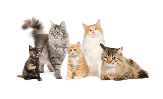 15 موردی که شاید درباره گربه‌ها نمی‌دانستید!