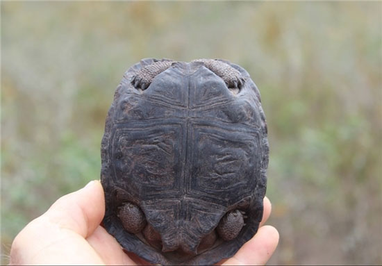 تولد لاک‌پشت‌ها پس از یک قرن در جزایر گالاپاگوس+تصاویر