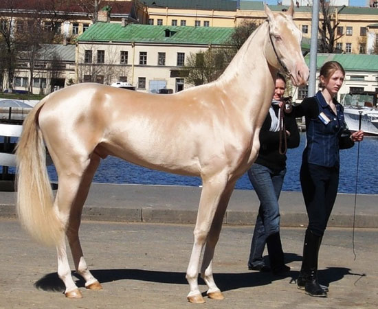 عکس: انتخاب زیباترین اسب جهان