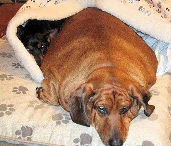 چاق ترین سگ دنیا +عکس