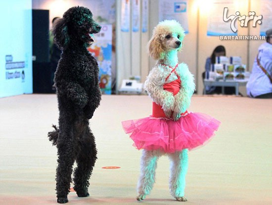 مسابقه رقص سگ ها در چین! +عکس