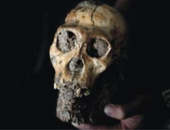 ماجرای حلقه گمشده داروین و فسیل 2,000,000 ساله منسوب به اجداد انسان