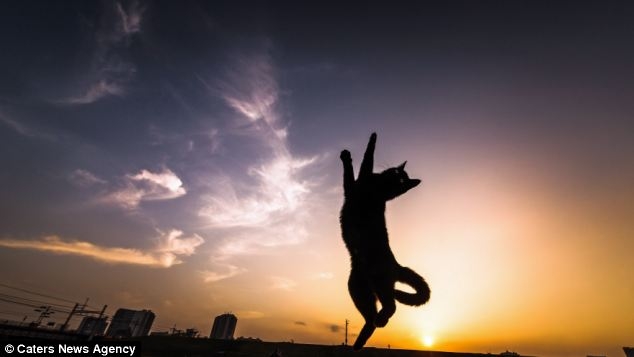 تصاویری از گربه کونگ فوکار ژاپنی!