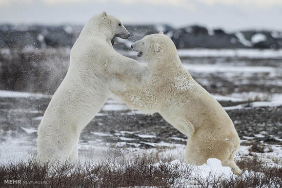مبارزه خرس های قطبی