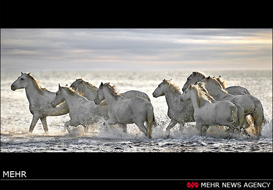 اسب های سفید وحشی در فرانسه