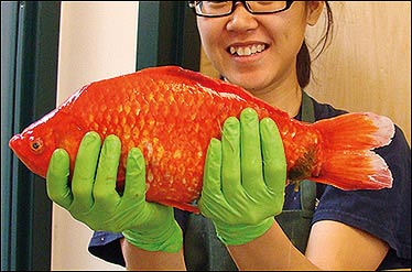 بزرگترین ماهی قرمز جهان,ماهی قرمز غول پیکر,ماهی قرمز غول پیکر