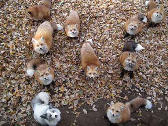 دهکده هیجان انگیز روباه ها در ژاپن!