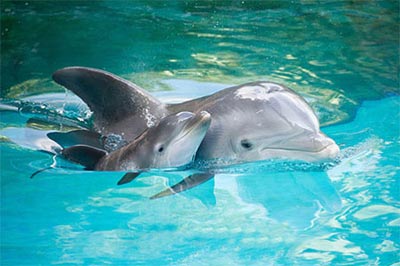 دلفین,عکس دلفین,زندگی دلفین ها