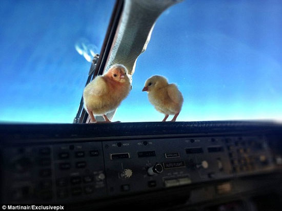 عکس: سفر دو جوجه یک روزه در کابین خلبان!