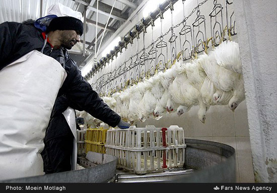 کشتارگاه صنعتی مرغ در گلستان