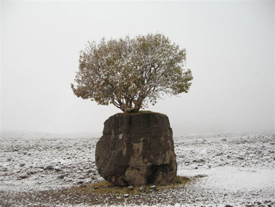 عجیب ترین درخت ایران/عکس