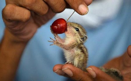 عکسهای جالب,سنجاب ,غذاخوردن سنجاب 
